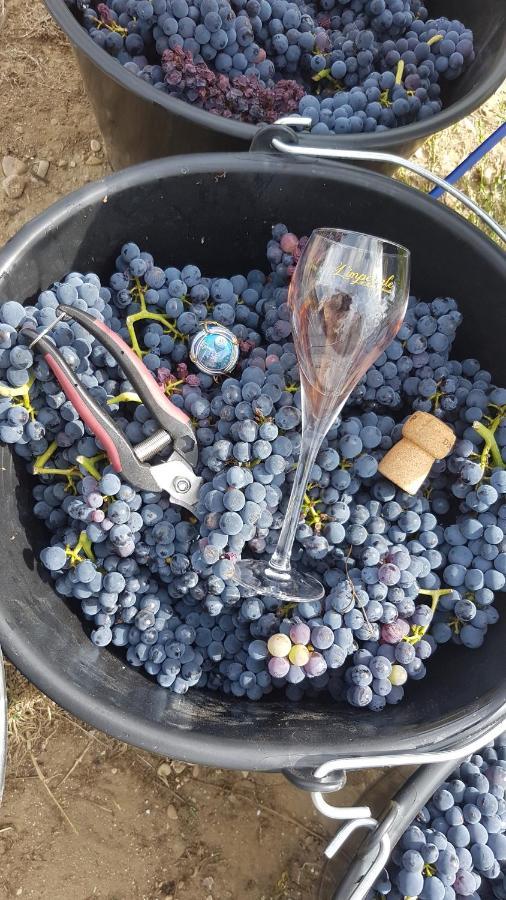 Enjoy En Champagne Maison Calme Au Milieu Du Vignoble Avec Parking Gratuit Dormans المظهر الخارجي الصورة