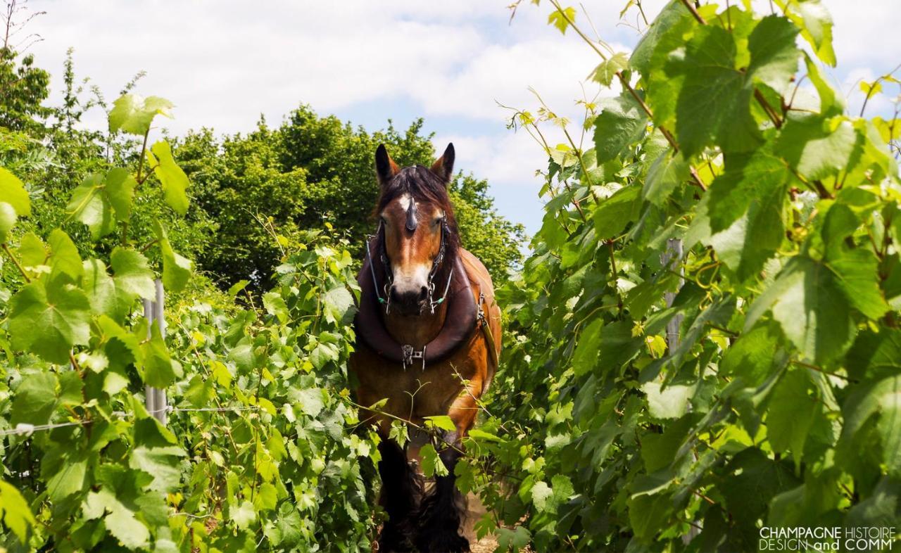 Enjoy En Champagne Maison Calme Au Milieu Du Vignoble Avec Parking Gratuit Dormans المظهر الخارجي الصورة